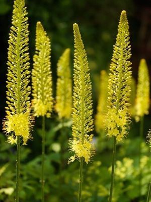 EREMURUS STENOPHYLLU GEEL 90